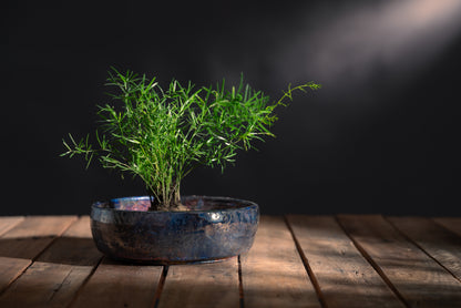 Ember Celestial Shallow Bowl Planter